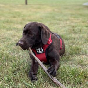 Veise saba 30-40 cm kuivatatud 1 tk