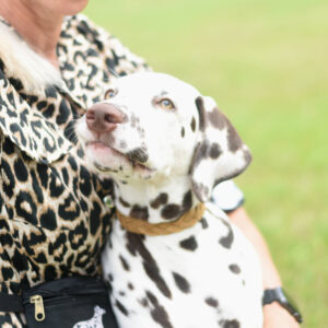 Orilux Braided S Gold kaelarihm 2.5 cm