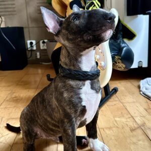 Orilux Braided S Black kaelarihm 2.5 cm