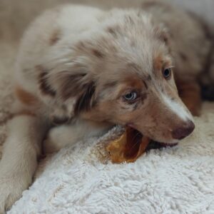 Sanadog lamba kõrv naturaalselt õhkkuivatatud 250 g & 500 g