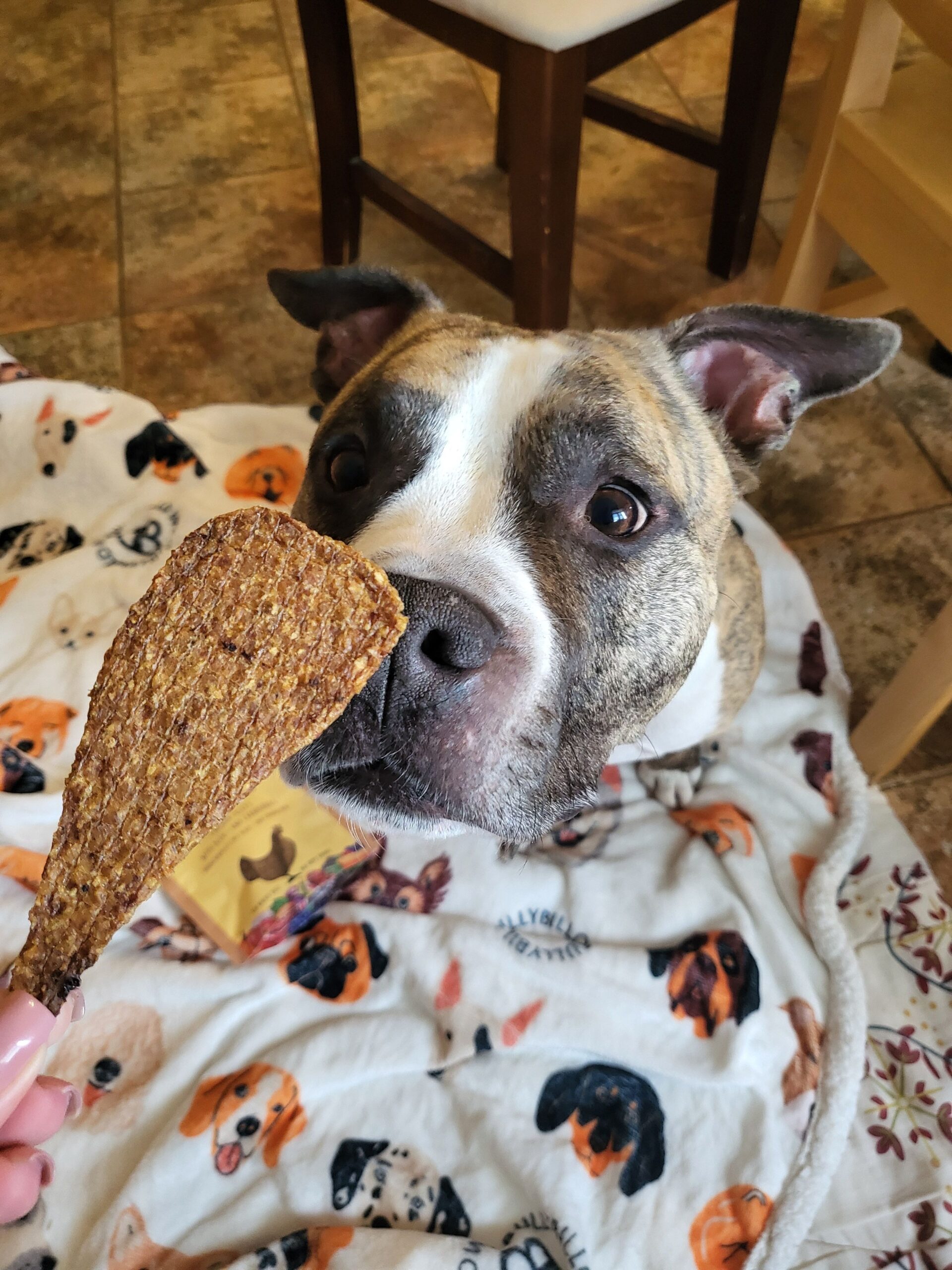 Sanadog kanafilee mustikate ja jõhvikatega 100 & 500 g - Image 2