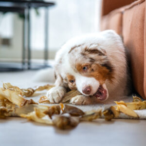 Lamba kõrvad naturaalselt õhkkuivatatud 2 kg
