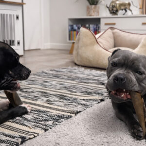 Kaameli nahk 15 cm kuivatatud 250 g