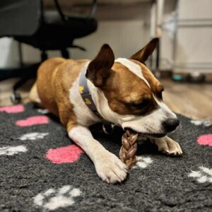 Punutud pulli peenis 25 cm väga suur naturaalselt õhkkuivatatud 5 tki