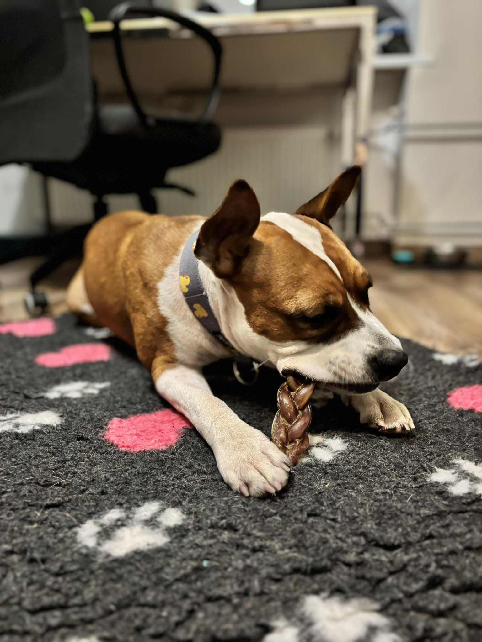 Punutud pulli peenis 25 cm väga suur naturaalselt õhkkuivatatud 5 tki - Image 2