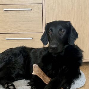 Kaameli nahk 40 cm kuivatatud 500 g