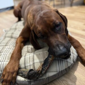 Sanadog hobusesaba 40 cm naturaalselt õhkkuivatatud 1 tk